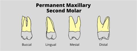 Maxillary Second Molar .